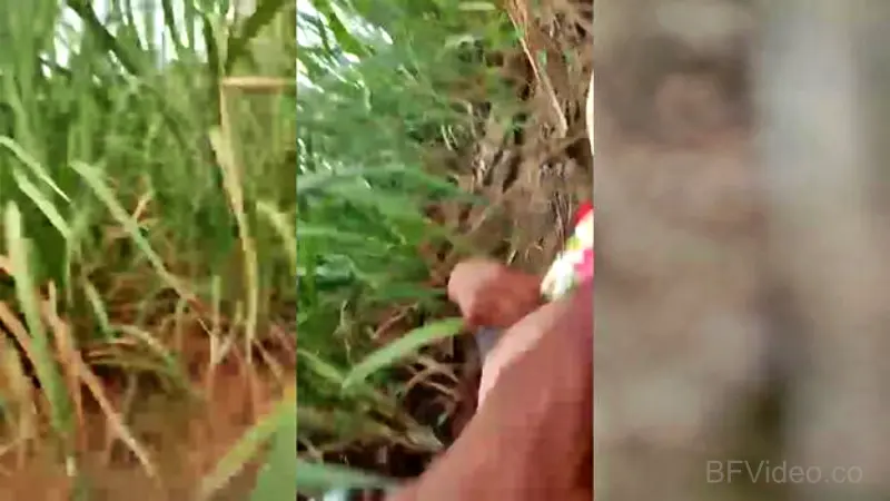 Village Girl Fucking Outdoor MMS Video